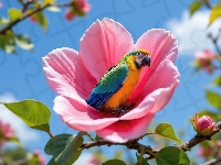 Różowy, Ara, Papuga, Kwitnąca, Kwiat, Gałązka