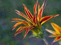 Kwitnąca, Gazania