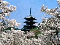 Kwitnące, Japonia, Budowla, Wiśnie