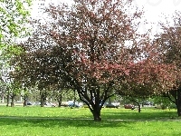 Kwitnące, Drzewo