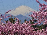 Japonia, Fuji, Góra, Kwitnące, Wulkan, Gałązki