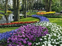 Szafirki, Rzeczka, Park, Kwitnące, Spacerowicze, Tulipany