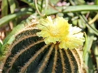 Kaktus, Kwitnący, Kolce