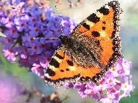 Kwitnący, Kolorowy, Motyl, Krzew