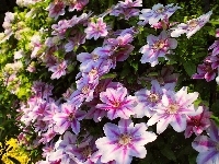 Różowy, Kwity, Clematis