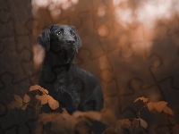 Labrador retriever, Liście, Pies, Czarny, Drzewo