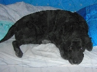 Labrador Retriever, Czarny, Pościel
