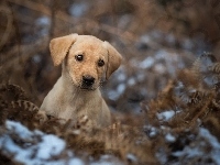 Liście, Labrador retriever, Śnieg, Szczeniak, Suche, Paproć