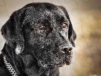 Retriever, Labrador, Czarny