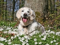 Retriewer, Labrador, Zawilce