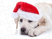 Labrador retriever, Mikołaja, Pies, Szczeniak, Czapka