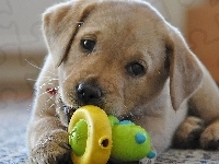 Labrador Retriever, szczeniak, Zabawka