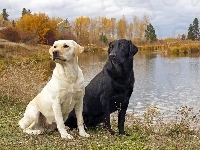Labradory, Dwa, Psy, Jezioro