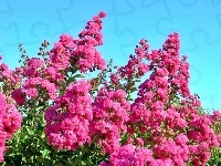 Lagerstroemia, Różowa