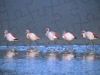 Laguna, Flamingi, Brodzące, Boliwia
