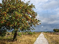 Chmury, Jarzębina, Droga, Łąka