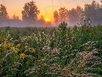 Wschód słońca, Trawa, Łąka, Mgła, Drzewa