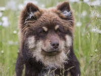 Fiński lapphund, Pies, Łąka