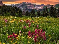 Łąka, Stany Zjednoczone, Diorite Peak, Drzewa, Góry, Kolorado, Kwiaty