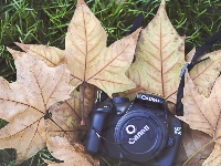 Liście, Aparat, Fotograficzny, Łąka