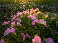 Kwiaty, Wiesiołek, Różowy, Łąka, Oenothera rosea