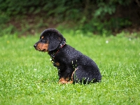Szczeniak, Łąka, Rottweiler, Bokeh, Trawa