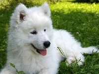Samojed, Słodki, Szczeniaczek, Łąka