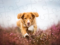 Pies, Retriever z Nowej Szkocji, Biegnący, Wrzosy, Łąka
