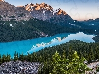 Jezioro Peyto Lake, Lasy, Kanada, Park Narodowy Banff, Góry Canadian Rockies