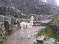 Lama, Mury