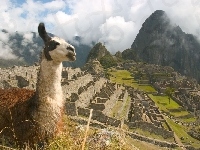 Chmury, Lama, Machu Picchu