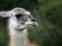 Lama, Plucie