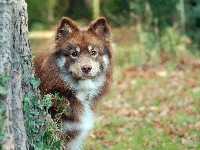Drzewo, Bluszcz, Fiński lapphund