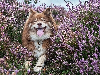 Fiński lapphund, Wrzos