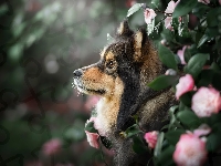 Fiński lapphund, Pies, Szpic, Profil