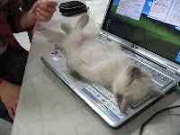 Laptop, Kot, Klawiatura, Odpoczynek