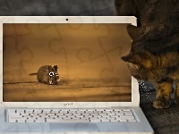 Kot, Laptop, Mysz