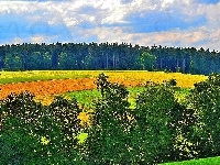 Las, Pola, Łąka, Chmury