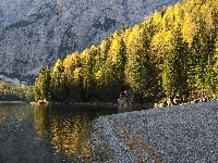 Las, Góry, Jezioro, Brzeg, Drzewa