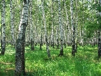 Las, Brzozowy