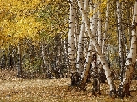 Brzozowy, Las, Jesień