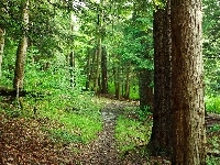 Las, Ścieżka