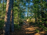 Ścieżka, Las, Drzewa