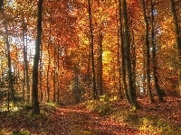 Ścieżka, Las, Jesień