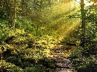 Las, Słońca, Kamienna, Ścieżka, Promienie