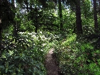 Ścieżka, Las, Różanecznik
