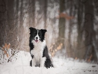 Las, Pies, Border collie, Śnieg