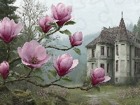 Dom, Magnolie, Willa, Las