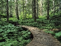 Drewniana, Las, Kładka