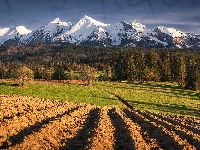 Pole, Tatry, Góry, Las, Polska, Drzewa